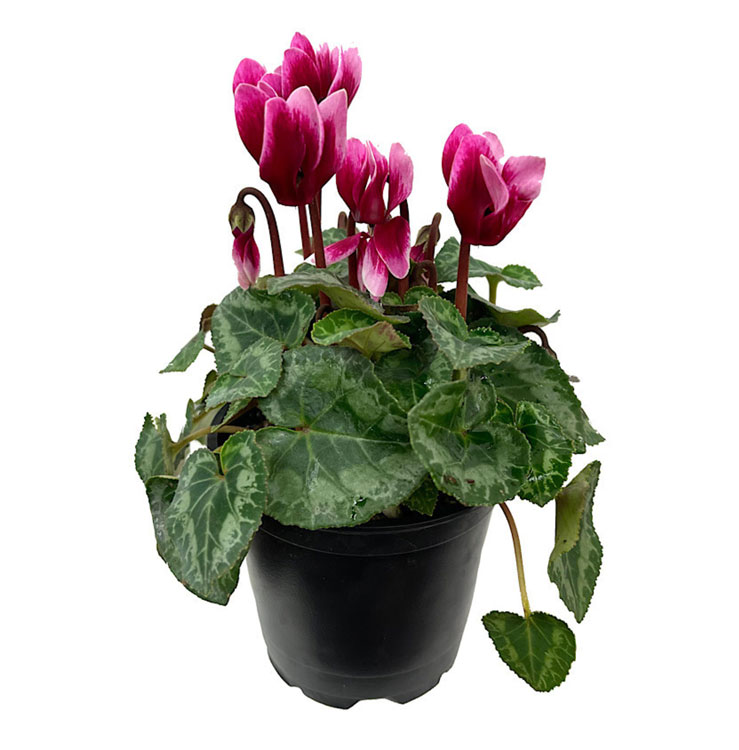 سیکلامن کوچک گلدان 12